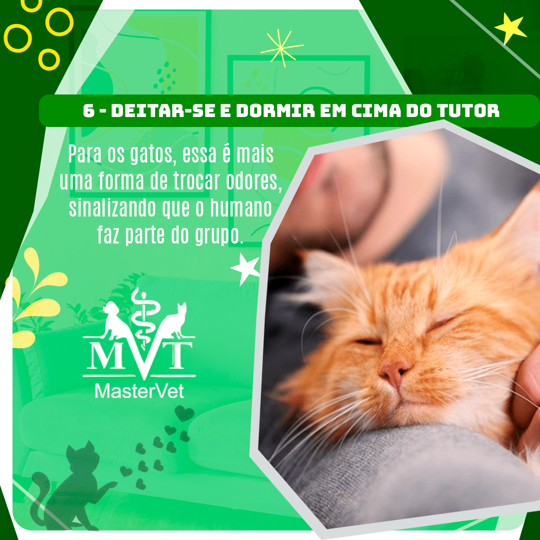 9 Sinais de que seu gato gosta de você Clínica Veterinária MasterVet